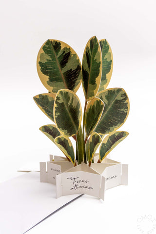 Blooming Ficus Altissima Pop-Up Card
