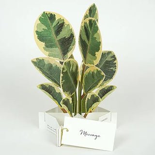 Blooming Ficus Altissima Pop-Up Card
