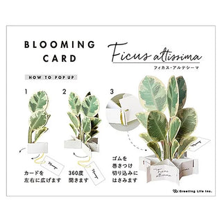 Blooming Ficus Altissima Pop-Up Card