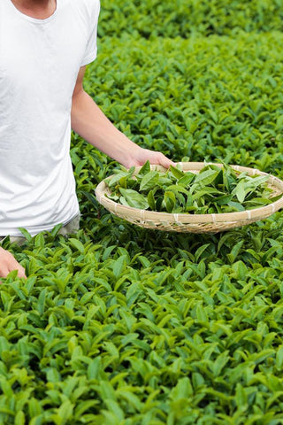 Morihata Organic Loose Leaf Green Tea Asatsuyu