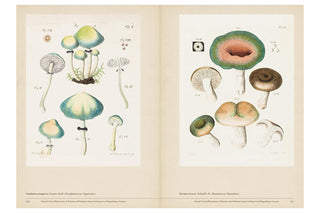 Illustrations of mushrooms on a beige background