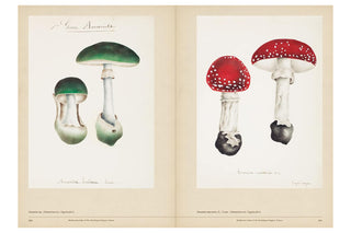 Illustrations of mushrooms on a beige background