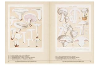 Illustrated book open to pages showing various types of mushrooms.