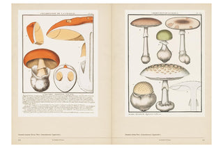 Open book showing illustrations of mushrooms on a beige background