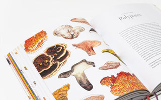 Open book with illustrations of various mushrooms on a white background