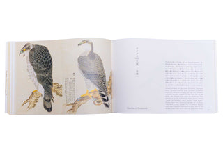 Birds of Edo