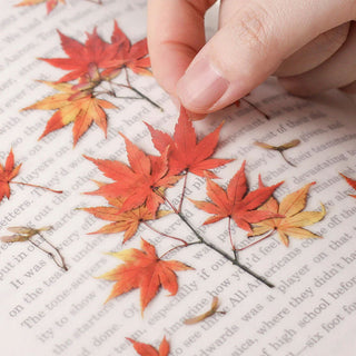 Appree Pressed Leaf Stickers Palmate Maple