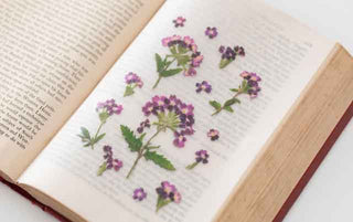 Appree Pressed Flower Stickers Verbena