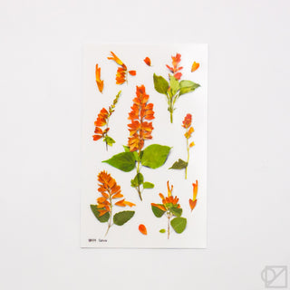 Appree Pressed Flower Stickers Salvia
